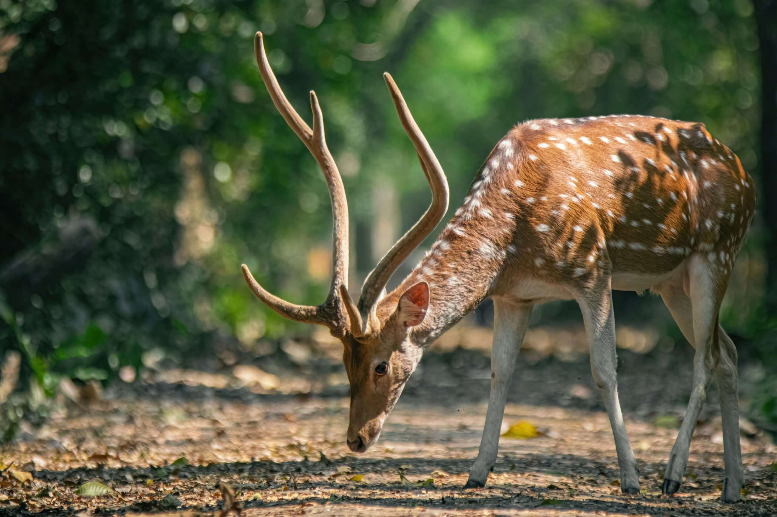 Sundarbans, Bangladesh