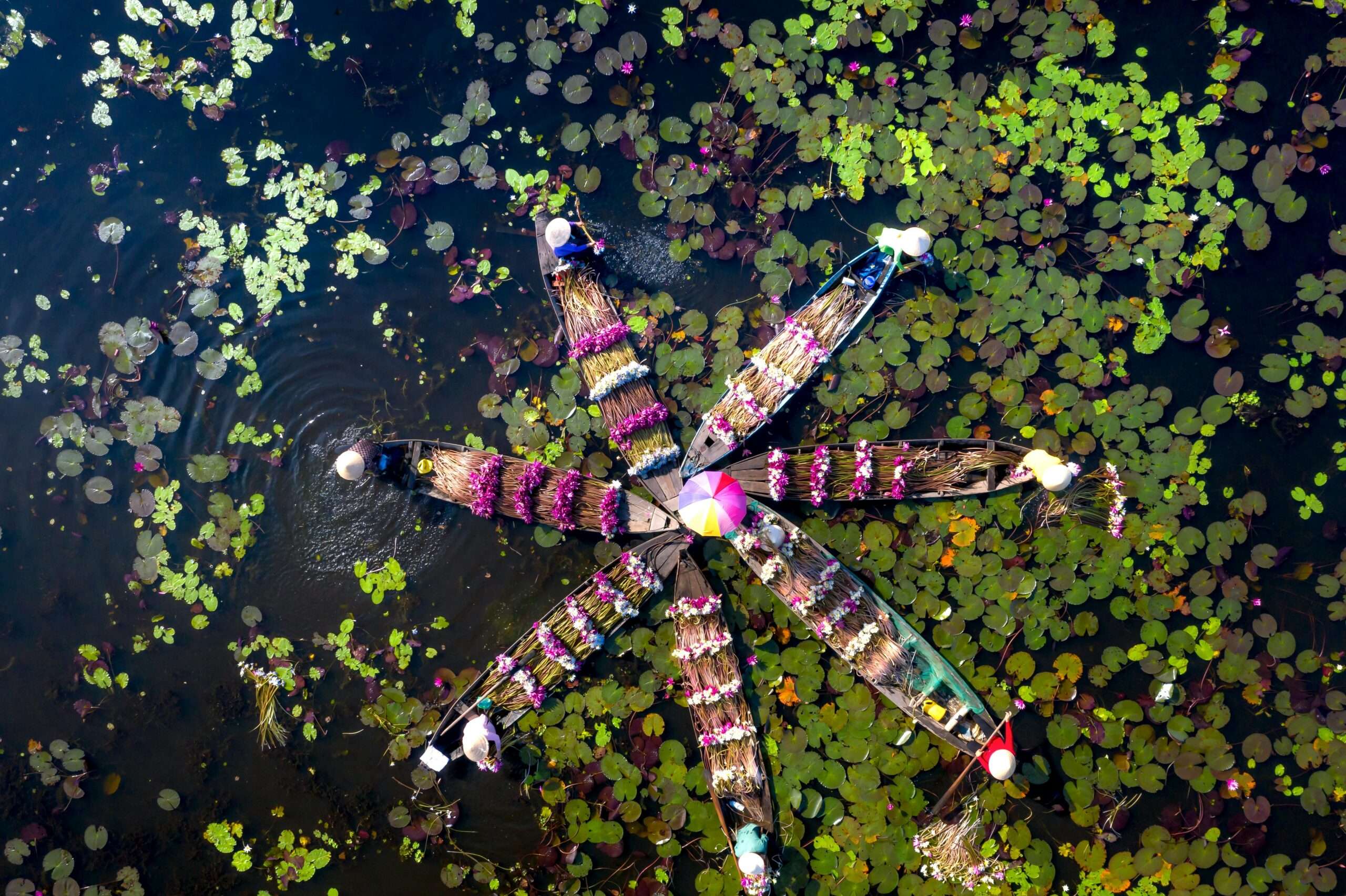  Lily Harvesting in Bangladesh